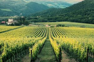 gamacon-vineyard