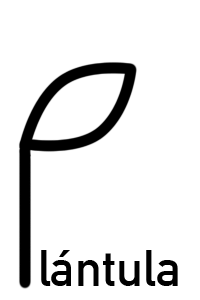 Plántula